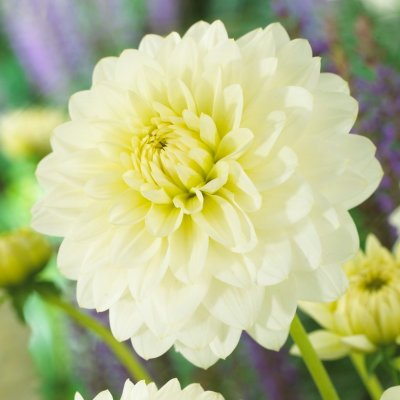 Dahlia Dekorativ Karma Serena ® 1st
