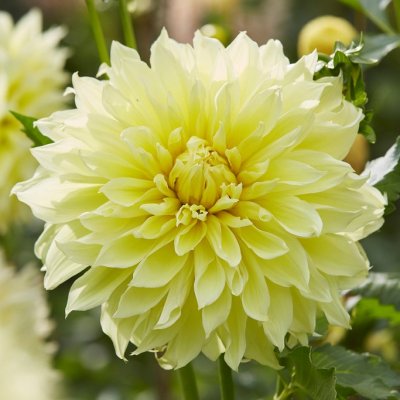 Dahlia Dekorativ Kelvin Floodlight 1st