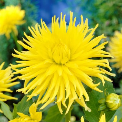 Dahlia Kaktus Kennemerland 1st