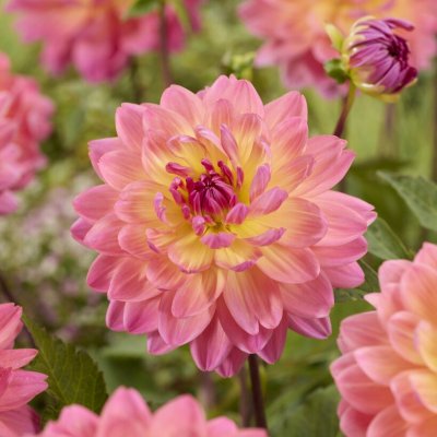 Dahlia Dekorativ Ken´s Rarity 1st