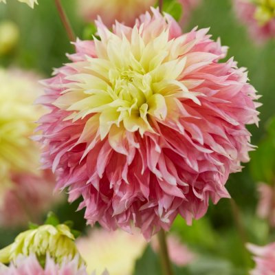 Dahlia Dekorativ Fubuki Kogane 1st