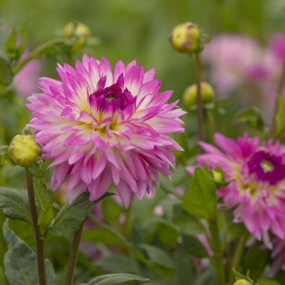 Dahlia Dekorativ Kordessa 1st
