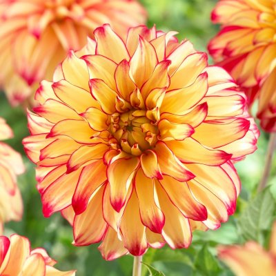 Dahlia Dekorativ Lady Darlene ™ 1st