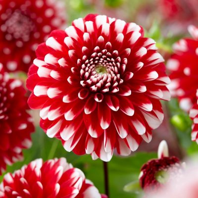 Dahlia Dekorativ Little Tiger 1st