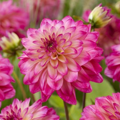 Dahlia Dekorativ Loe´s 1st