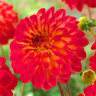 Dahlia Dekorativ Lovelife ® 1st