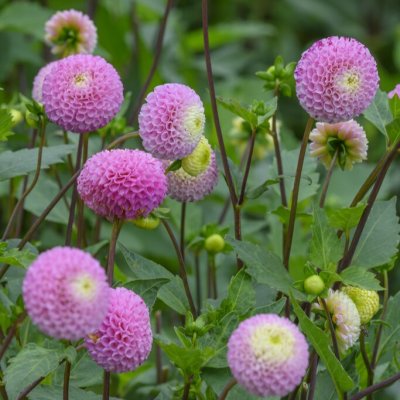 Dahlia Pompon Maaike 1st