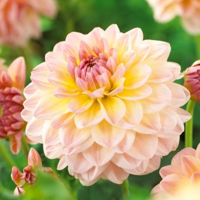 Dahlia Dekorativ Maya 1st
