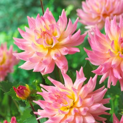 Dahlia Kaktus Melody Gipsy ® 1st