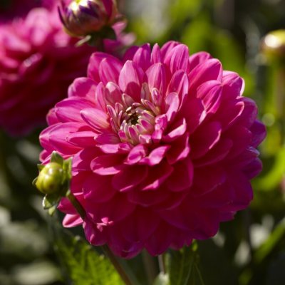 Dahlia Dekorativ Melody Pink Allegro ® 1st