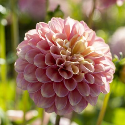 Dahlia Dekorativ Milena Fleur 1st