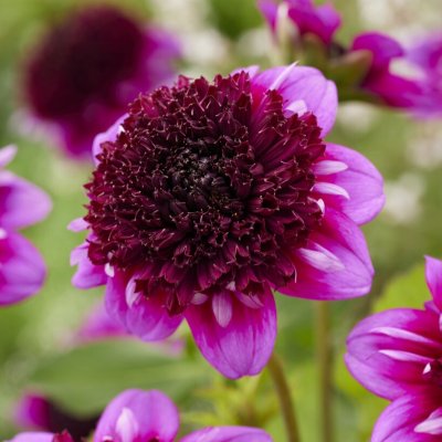 Dahlia Anemon Missis Amy 1st