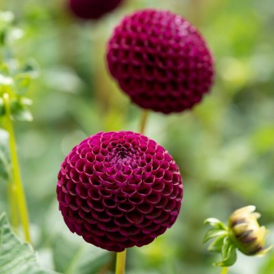 Dahlia Pompon Moorplace 1st