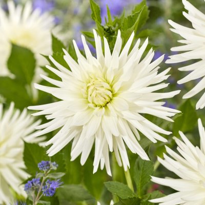 Dahlia Kaktus Mount Tacoma 1st