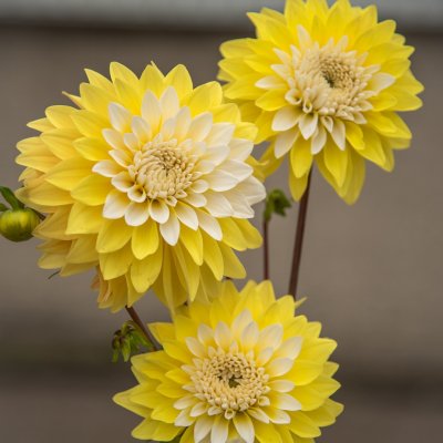 Dahlia Dekorativ Mr Bojangles 1st