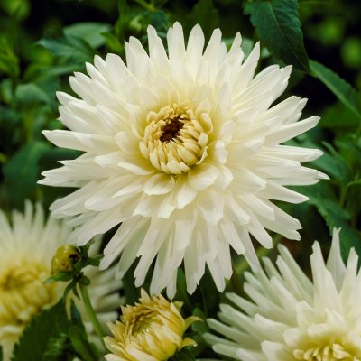 Dahlia Kaktus My Love 1st