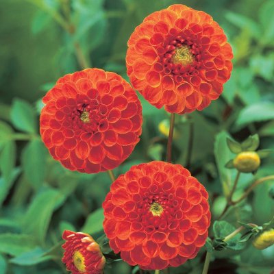 Dahlia Pompon New Baby 1st