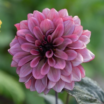 Dahlia Dekorativ Night Silence 1st