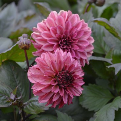Dahlia Dekorativ Night Silence 1st