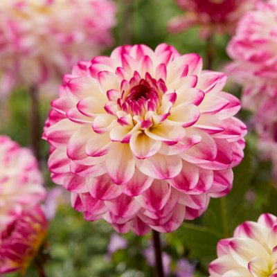 Dahlia Dekorativ Nina´s Choice 1st