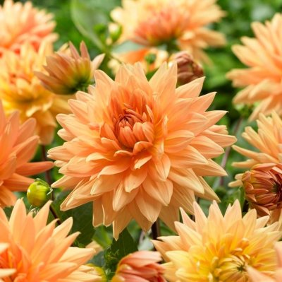 Dahlia Dekorativ Noordwijks Glorie 1st