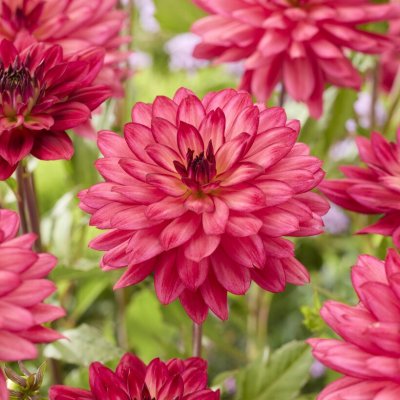 Dahlia Dekorativ Ocean of Love 1st