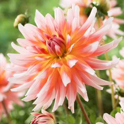 Dahlia Kaktus Okapi´s Sunset 1st