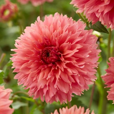 Dahlia Dekorativ Fubuki Orange 1st