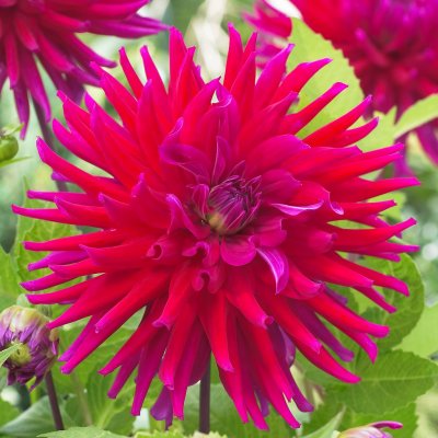 Dahlia Kaktus Orfeo 1st