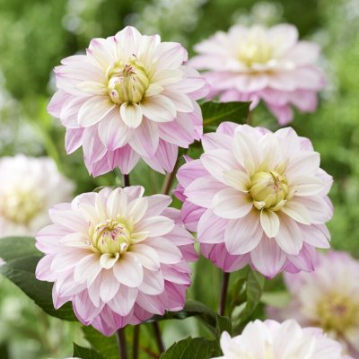 Dahlia Dekorativ Orion 1st