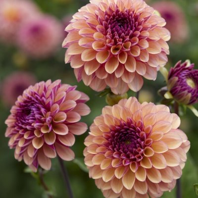 Dahlia Dekorativ Palmares 1st