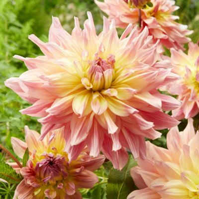 Dahlia Dekorativ Pasadoble Dancer 1st