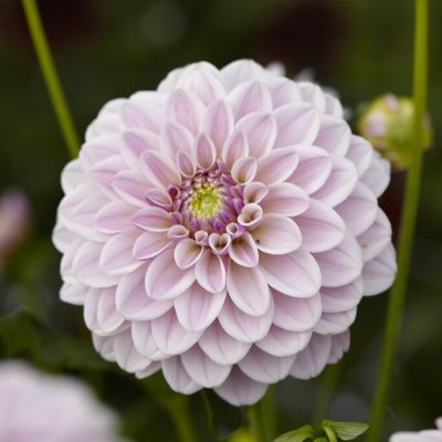 Dahlia Dekorativ Pink Silk 1st