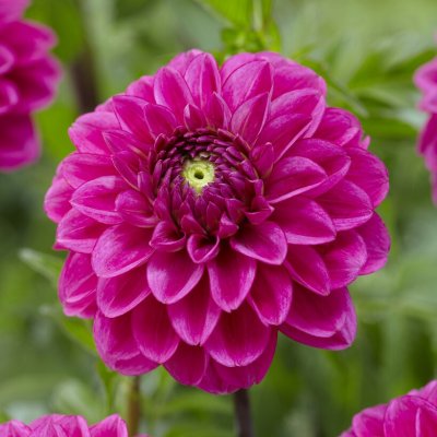 Dahlia Boll Pink Sylvia 1st