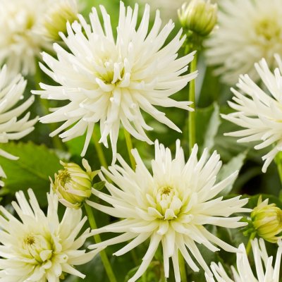 Dahlia Kaktus Playa Blanca 1st