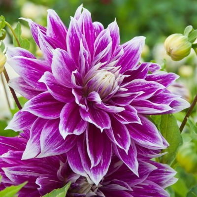 Dahlia Dekorativ Prämie 18 1st