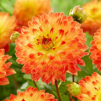 Dahlia Dekorativ Procyon 1st