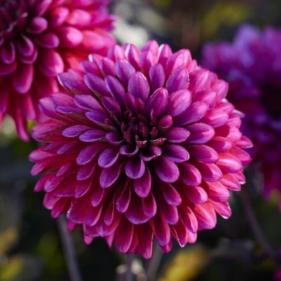 Dahlia Dekorativ Purple Flame 1st