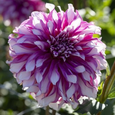 Dahlia Dekorativ Radegast 1st