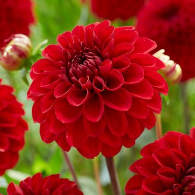 Dahlia Pompon Red Fox ® 1st