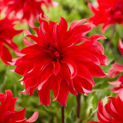 Dahlia Dekorativ Red Labyrinth 1st