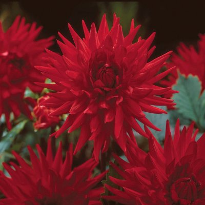 Dahlia Kaktus Red Pygmy 1st