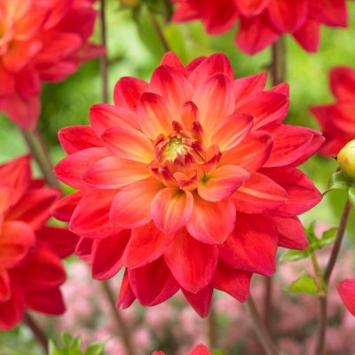 Dahlia Dekorativ Red Silence 1st