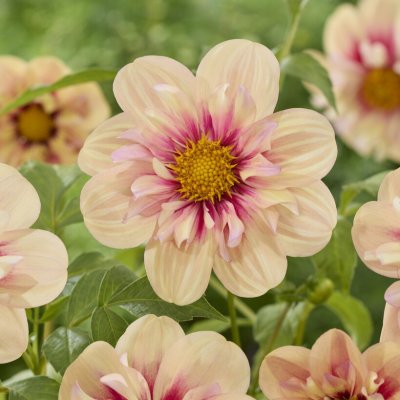 Dahlia Halskrås Rhubarb and Custard 1st