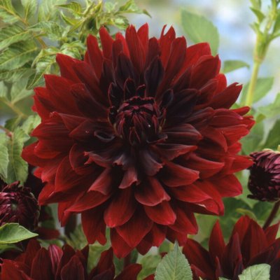 Dahlia Dekorativ Rip City 1st