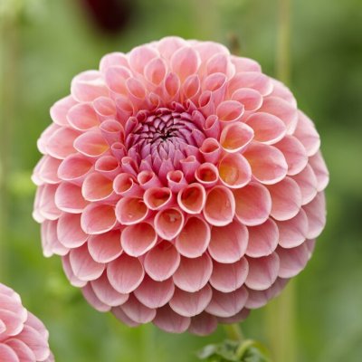 Dahlia Dekorativ Romance 1st