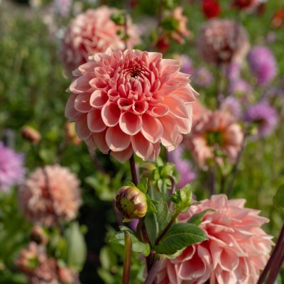 Dahlia Dekorativ Romance 1st