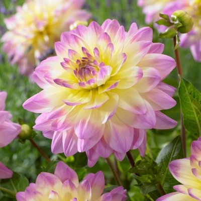 Dahlia Dekorativ Sagitta 1st
