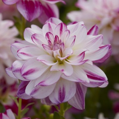 Dahlia Näckros Saint Martin 1st