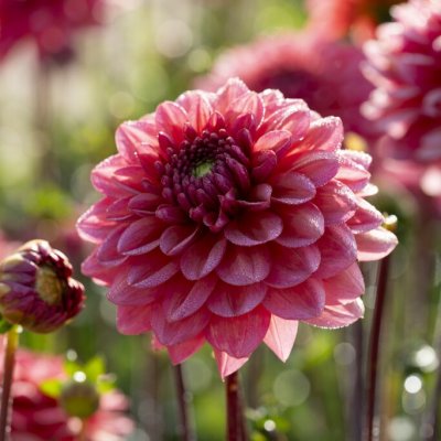 Dahlia Dekorativ Salmon Runner 1st